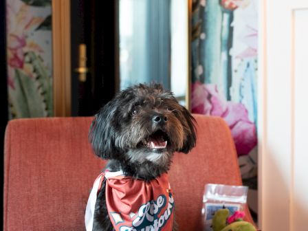 A dog wearing a "Pose Puptown" bandana sits on a chair with a cactus toy and treats nearby. Bright, colorful wall art surrounds.